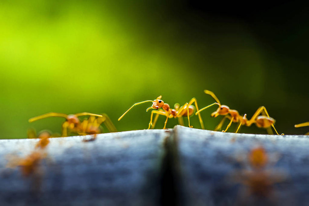 Les fourmis tisserandes rouges partagent la nourriture avec l'autre  - Photo, image