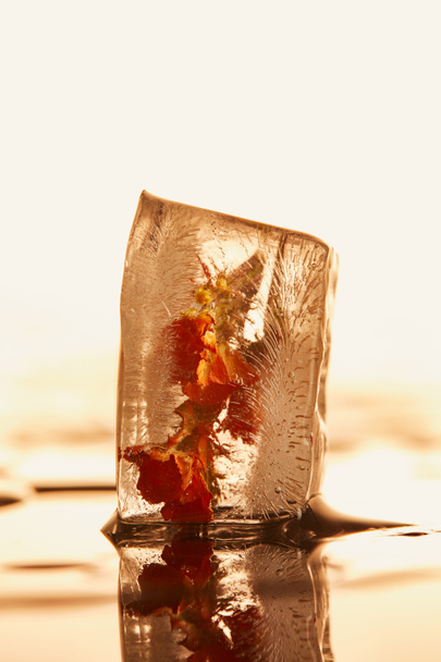vista de cerca del cubo de hielo transparente con flor congelada sobre fondo amarillo iluminado
 - Foto, imagen
