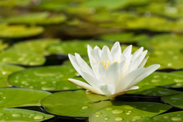 白色水百合花λευκό νερό κρίνος λουλούδι - Φωτογραφία, εικόνα