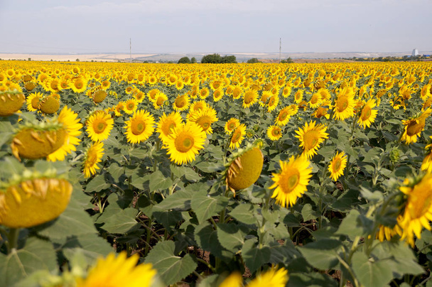 Field of the ripening sunflowers  - Photo, Image