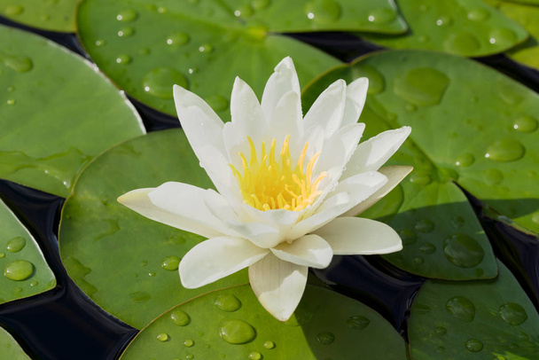 bílá voda lily květina - Fotografie, Obrázek