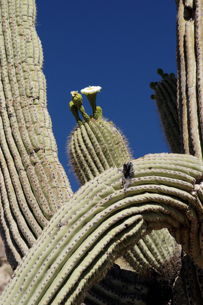 Springtime Cactus Blossoms - Photo, Image