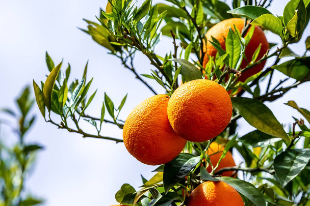 πορτοκαλιά με ώριμα φρούτα - Φωτογραφία, εικόνα