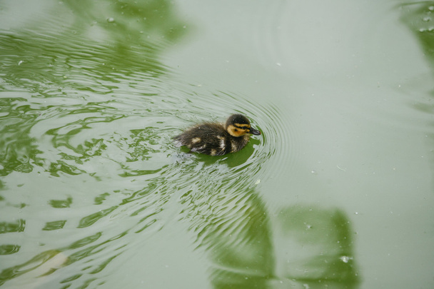 little duck swims in the water - Foto, Imagem