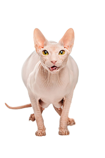 Fat predator Sphynx hairless cat posing on a white background - Photo, Image
