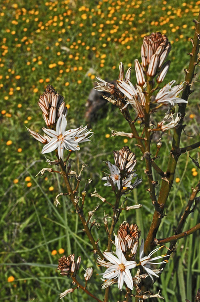 Een hoge Asphodel bloei op het platteland van Cyprus - Foto, afbeelding