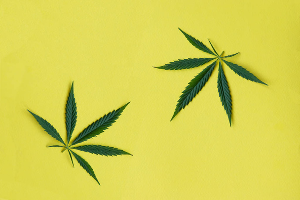 Hemp or cannabis fresh leaves. Closeup of fresh hemp leaves on yellow background - 写真・画像