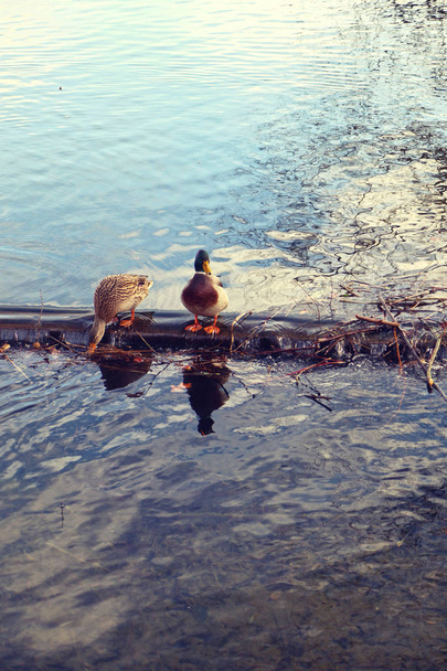 Couple of mallard ducks (male and female) standing  on a small ridge between to water basins at dusk - Photo, Image