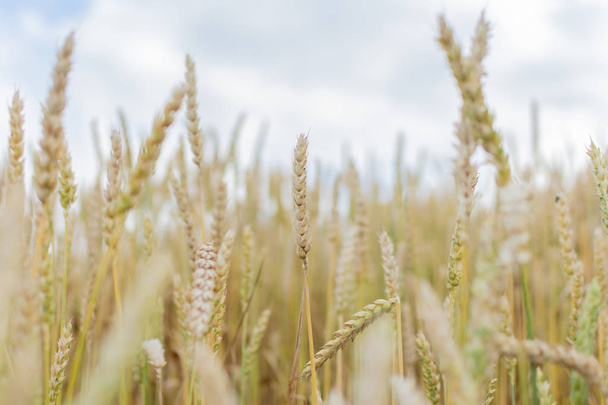 Field with young ears of wheat - Valokuva, kuva