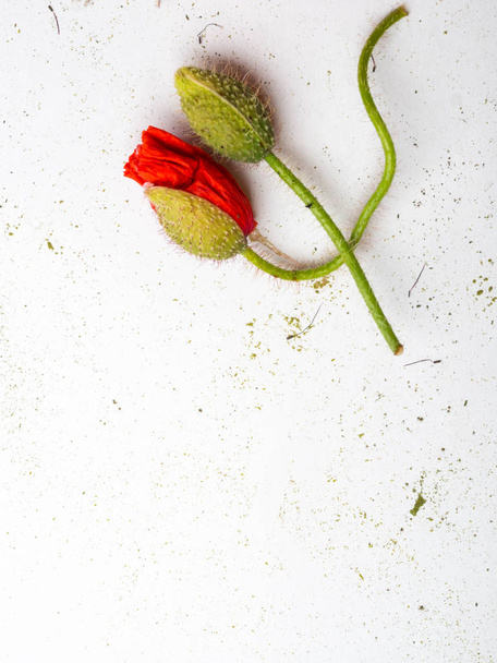 Ramo de amapolas rojas sobre un fondo blanco. Flores silvestres
. - Foto, Imagen