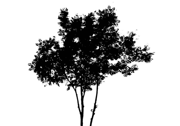 Sylwetka czarnego drzewa. Izolowane na białym tle. Wektor natura ilustracja - Wektor, obraz