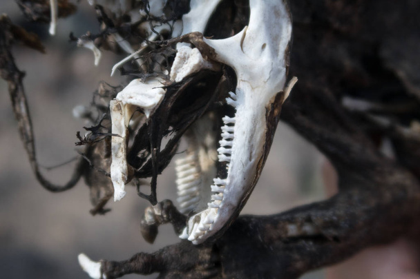 Мертві Галапагоські ігуани землі на півдні Плаза, Галапагоські острови, Еквадор, Південна Америка. - Фото, зображення