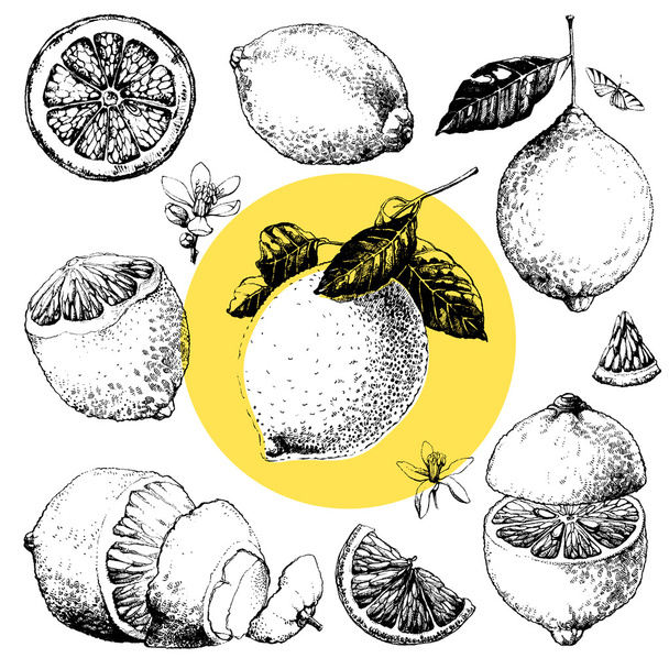 citron - Vektor, obrázek