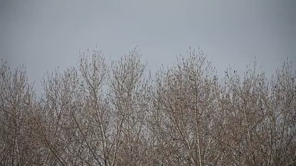 Μια θέση από δέντρα χωρίς φύλλα σε μια κρύα μέρα - Πλάνα, βίντεο