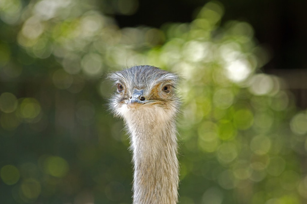 Head of rhea, amazed look - Photo, image