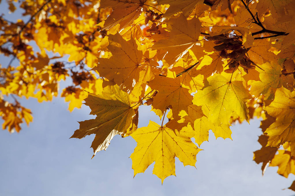 golden autumn, beautiful autumn landscape, bright red, yellow an - Zdjęcie, obraz