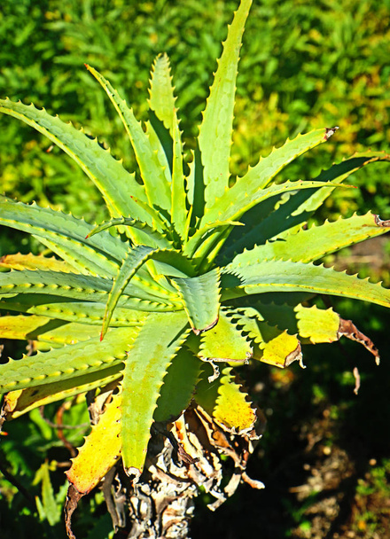 Aloe arborescens, planta suculenta perenne con pequeñas espigas alrededor de los bordes de las hojas
. - Foto, imagen