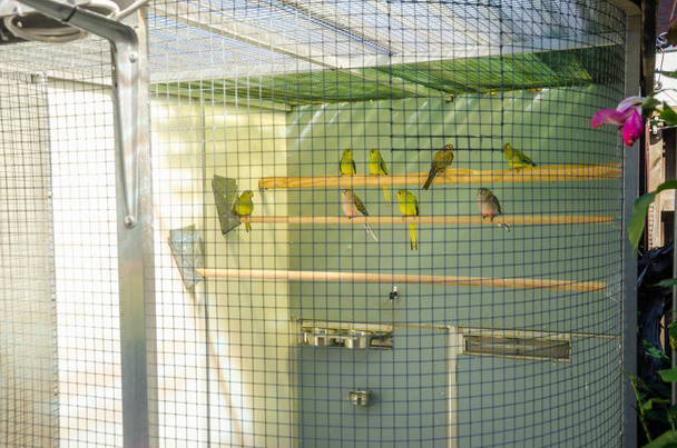 Papagaios na gaiola de reprodução colocar espécies de aves puro-sangue papagaios aviários
  - Foto, Imagem