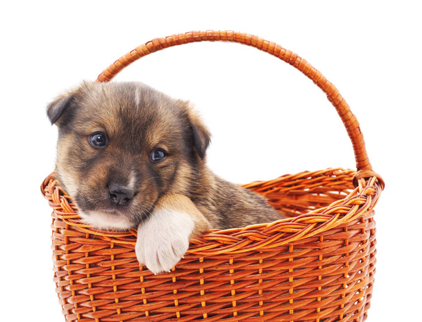 Little puppy in a basket. - Foto, afbeelding