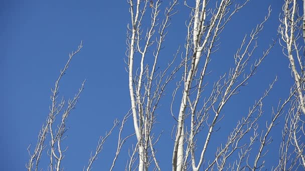 Weißstämmige Bäume an einem Wintertag - Filmmaterial, Video