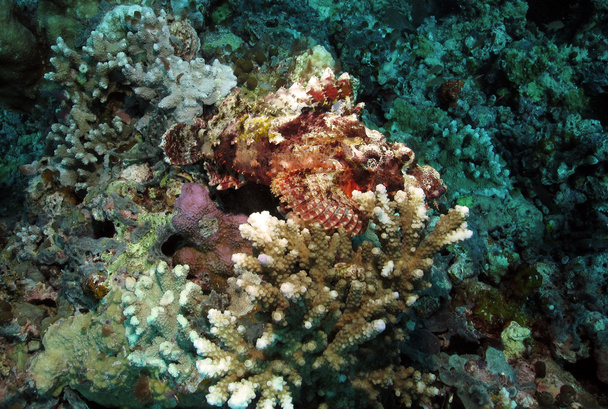 Raggy Scorpionfish - Foto, afbeelding