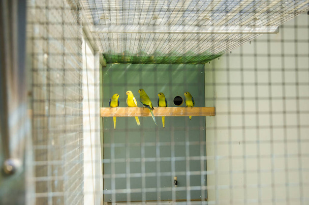 Papoušci v plemenné kleci místo v čistokrevném ptačím druhu papoušci aviáři  - Fotografie, Obrázek