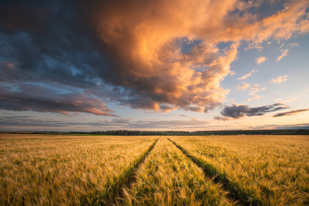 Пшеничное поле. Сельское хозяйство
. - Фото, изображение