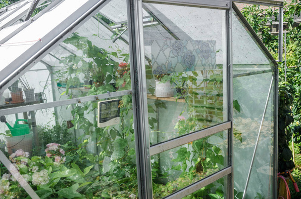 温室温室は、花のガラス苗を植え、植え付けのための緑の成長植物の性質を植えます - 写真・画像