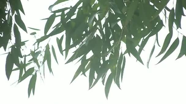 Hojas de eucalipto agraciadas con espacio de copia
 - Metraje, vídeo