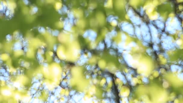 Ανατολή του τριφυλλιού φύλλα φύση βίντεο φόντο - Πλάνα, βίντεο