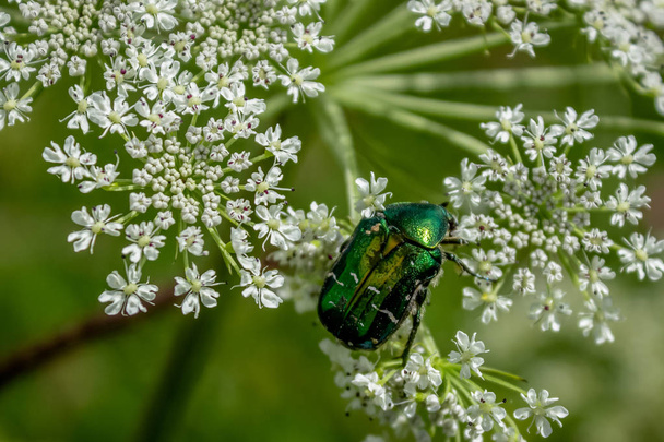 Cetonia aurata, called chafer or green rose on a plant flower Sosnowsky 's hogweed (Heracleum sosnowskyi
). - Фото, изображение