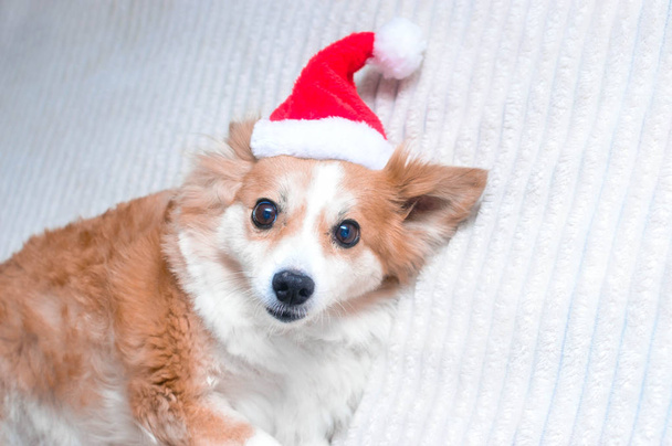 Red dog in Santa hat. Concept New Year and Christmas. 2020 - Valokuva, kuva
