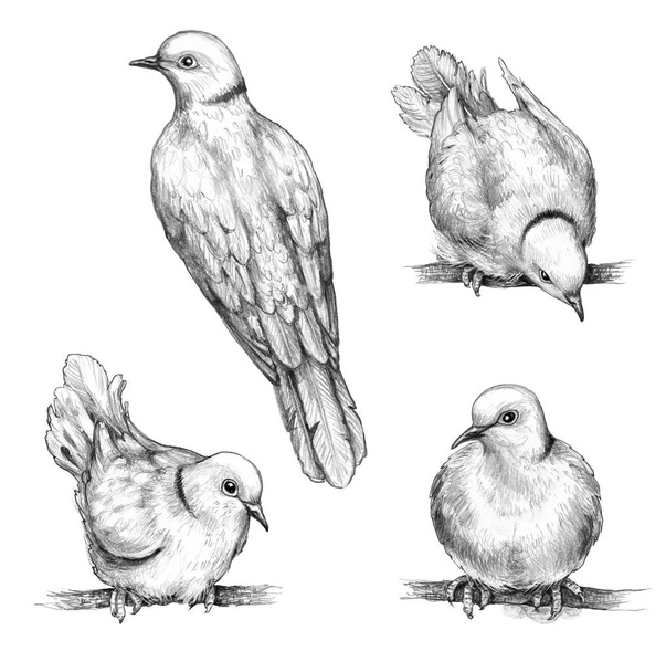 Doves sitting on Branches Pencil Drawing - Foto, Imagen