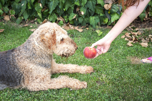Jonge vrouw geeft een perzik aan haar hond, airdale Terriër. hond zittend op het gras. - Foto, afbeelding