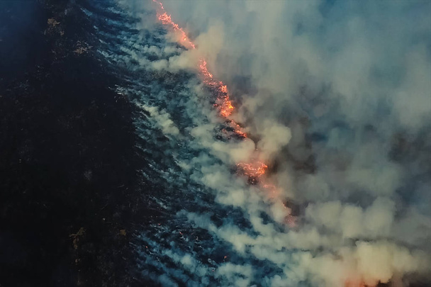 Φωτιά στο δάσος, καύση δέντρων και χόρτου. Φυσικές πυρκαγιές - Φωτογραφία, εικόνα