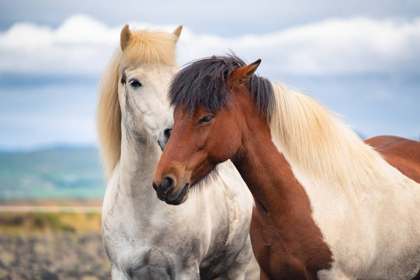 İzlanda 'da atlar. Grup halinde vahşi atlar. İzlanda 'da Westfjord' daki atlar. Vahşi hayvanlarla kompozisyon. Seyahat - resim - Fotoğraf, Görsel