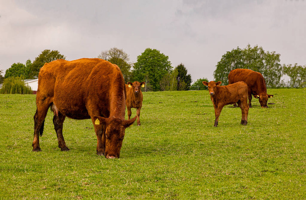 un poco de vacas marrones y terneros pastan en un prado geen cerca de la granja en un día soleado
  - Foto, imagen