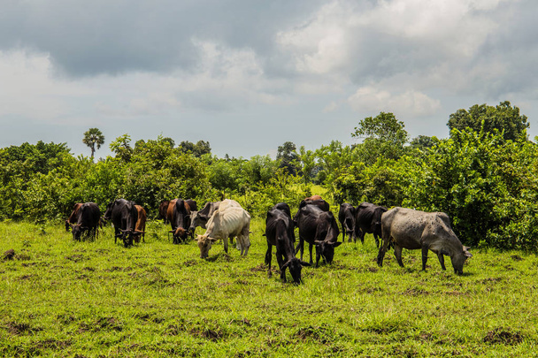 rebanho de vacas fican ficar na grama perto de arbustos altos em um dia ensolarado e não olhar para a câmera e comer grama
 - Foto, Imagem