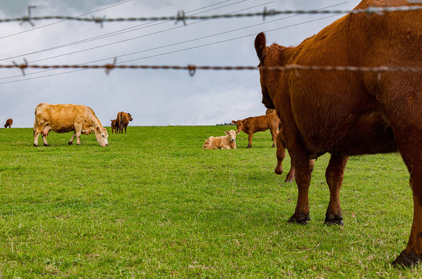 un poco de vacas marrones y terneros pastan en un prado geen cerca de la granja en un día soleado
  - Foto, imagen