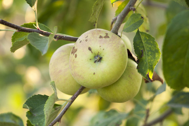 jablka na slunci na stromě v zahradě - Fotografie, Obrázek