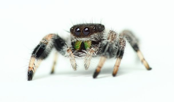 Phidippus Regius ragno che salta
 - Foto, immagini