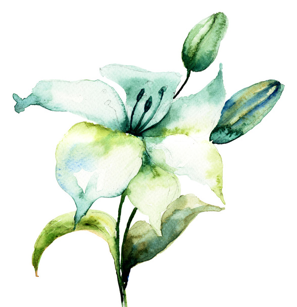Hibiscus flower - Valokuva, kuva
