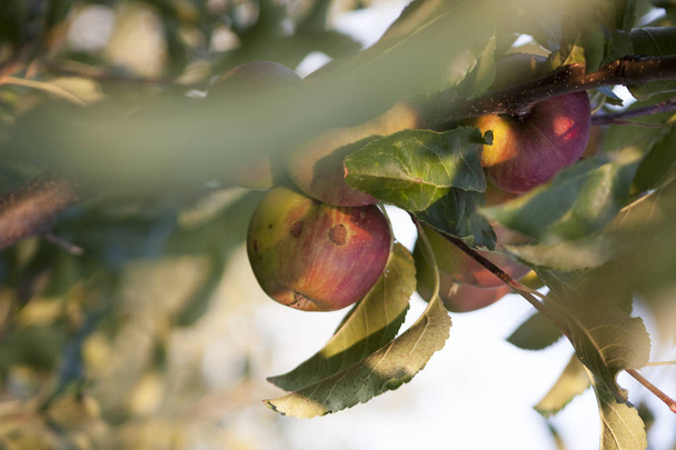 mele alla luce del sole su un albero in giardino
 - Foto, immagini
