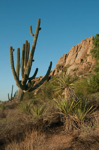 Saguaro kaktusz világít a nap az előtérben a kora reggeli órákban   - Fotó, kép