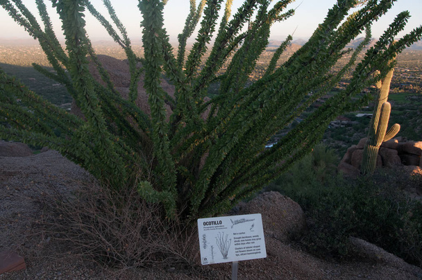 Ocotillo kaktusz a Pinnacle Peak Scottsdale, az. - Fotó, kép