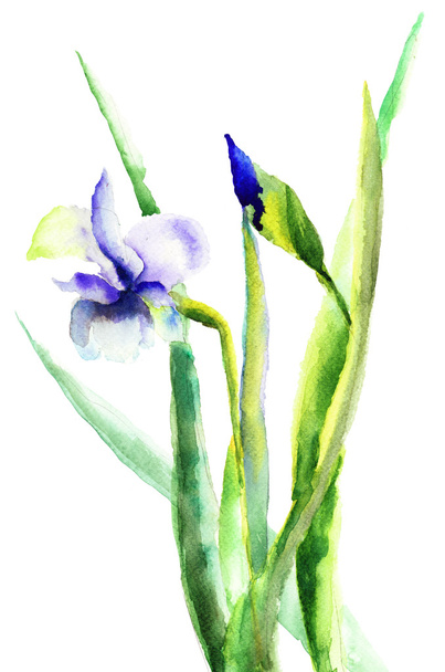 Iris flowers - Фото, изображение