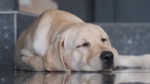 Labrador puppy ligt slapen op de vloer. Fauve kleur. Vier maanden. Portret. Gesloten ogen. Grijze achtergrond en grijs graniet op de vloer. - Video