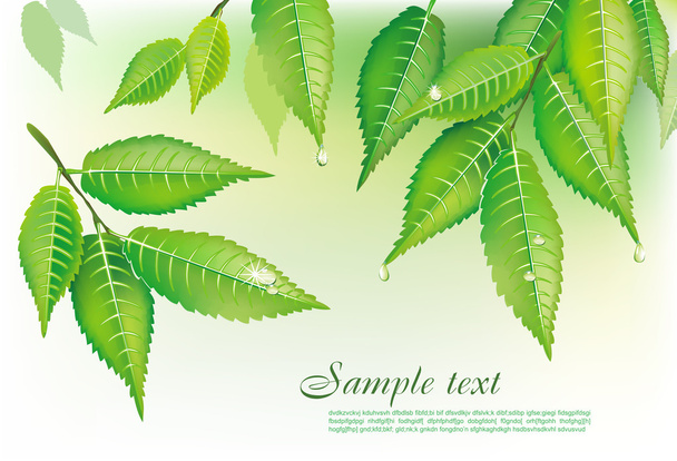 Green leaves - Вектор,изображение
