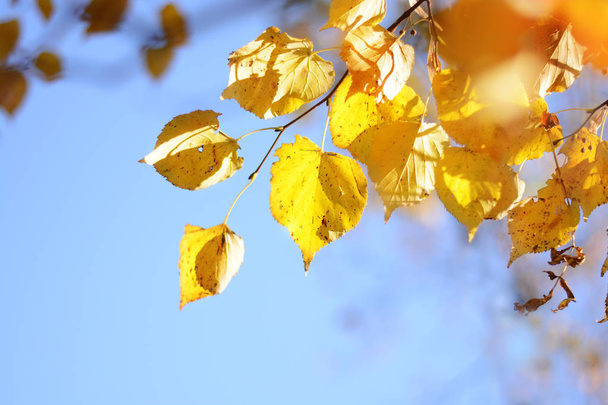 Branch with yellow leaves of linden on a background of blue sky. Autumn. Sunlight. - Foto, afbeelding