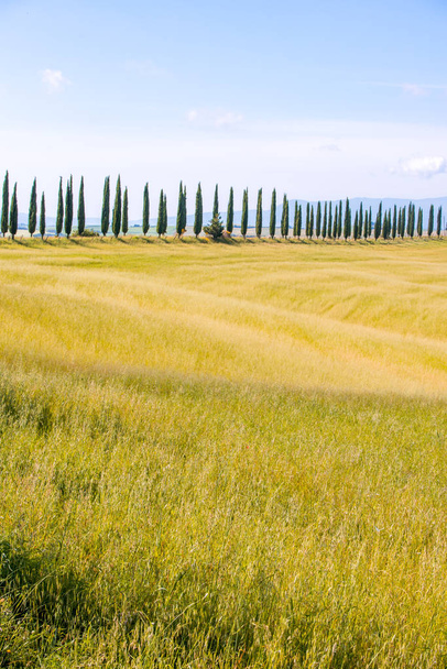 Italian cypress trees alley and a white road to farmhouse in rural landscape. Italian countryside of Tuscany, Italy, Europe. - Photo, image